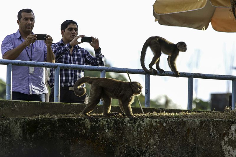 Monos de Misahuallí