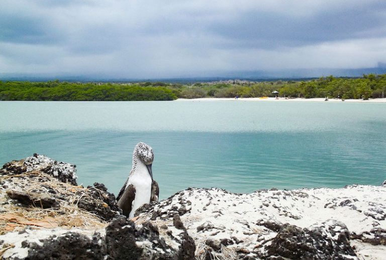 Las 20 Mejores Playas De Ecuador Para Visitar Quiero Ser Libre 7599